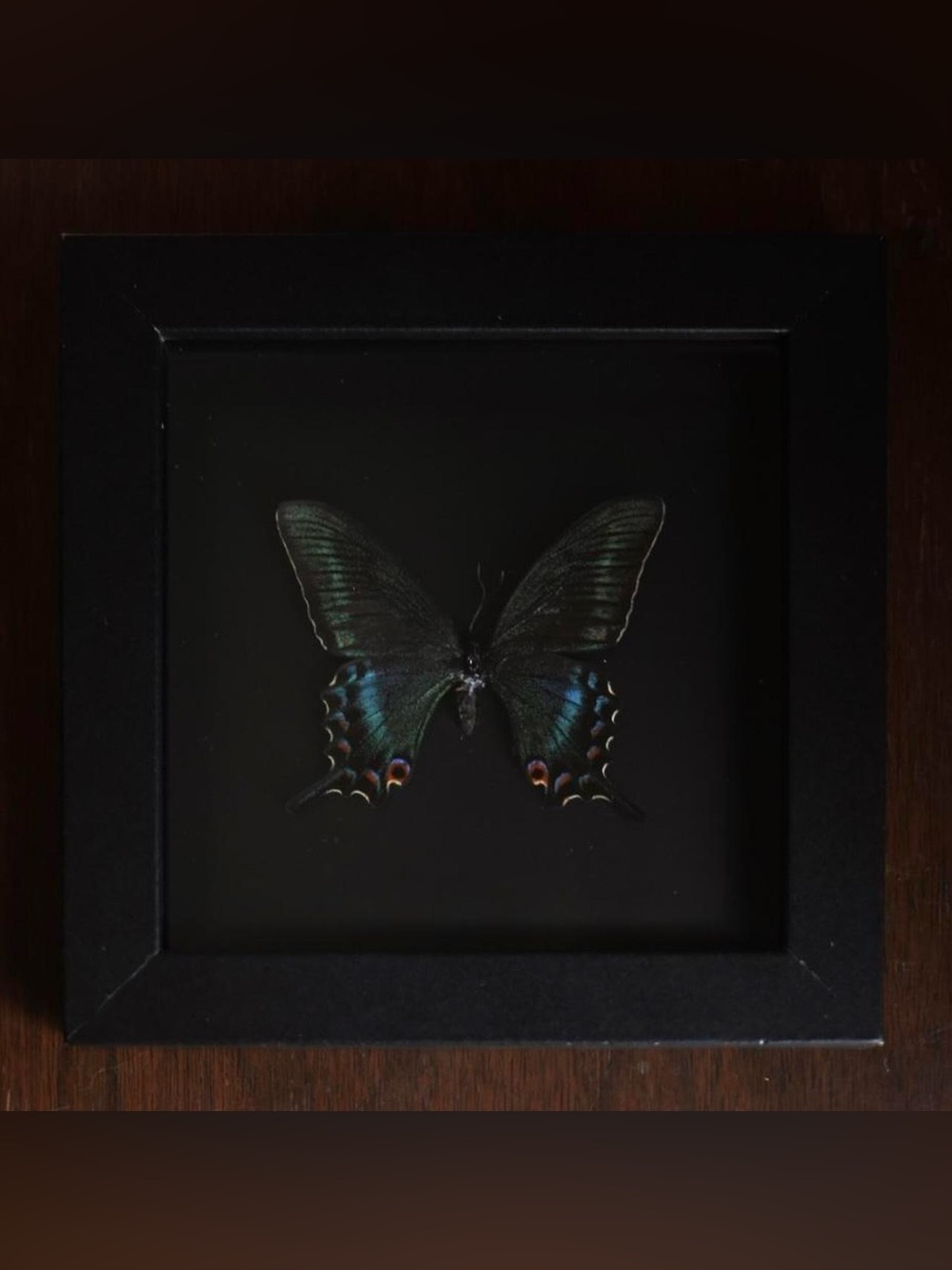 Framed butterfly specimen